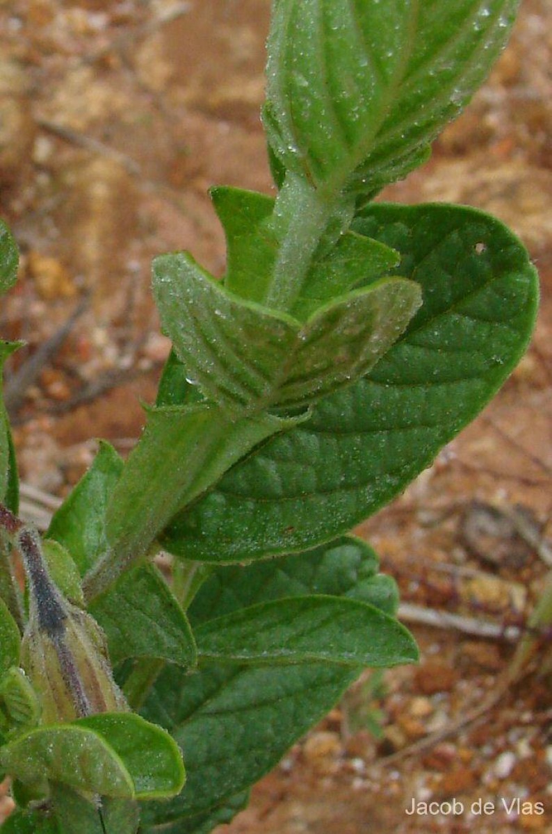 Crotalaria scabrella Wight & Arn.